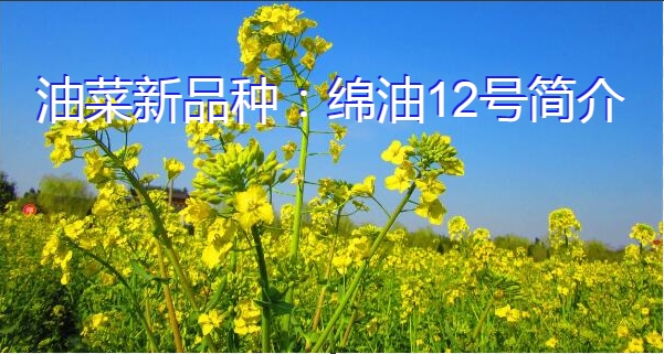 油菜新品种:绵油12号简介