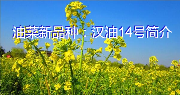 油菜新品种:汉油14号简介
