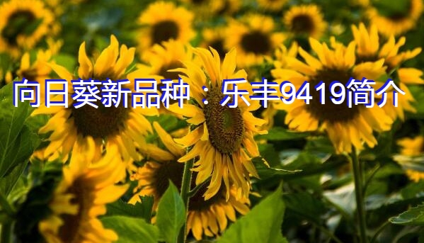 向日葵新品种：乐丰9419简介