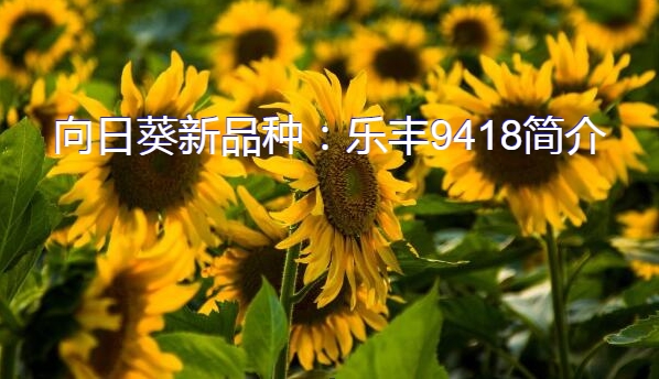 向日葵新品种：乐丰9418简介