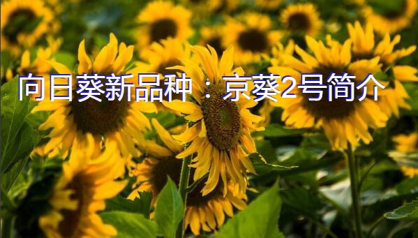向日葵新品种：京葵2号简介