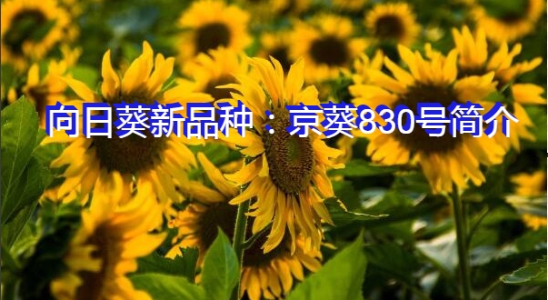 向日葵新品种：京葵830号简介