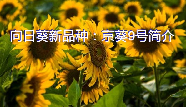 向日葵新品种：京葵9号简介