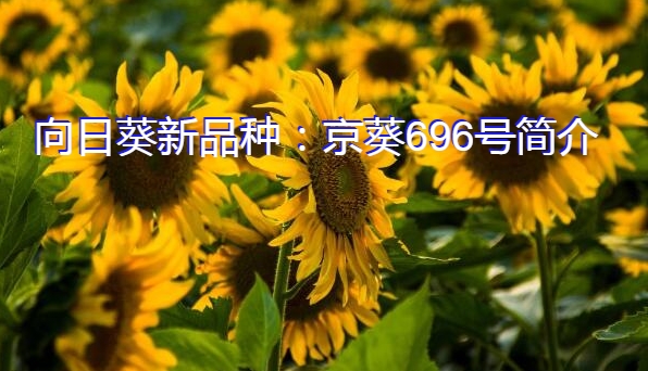 向日葵新品种：京葵696号简介