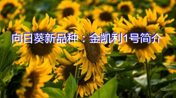 向日葵新品种：金凯利1号简介