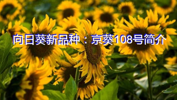 向日葵新品种：京葵108号简介