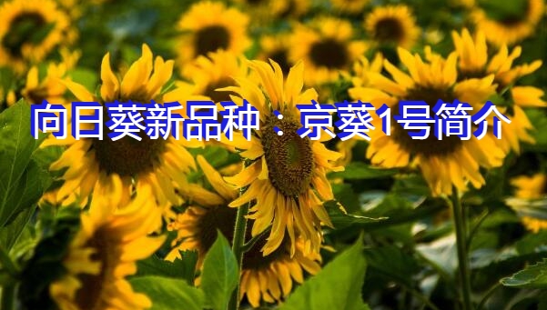 向日葵新品种：京葵1号简介