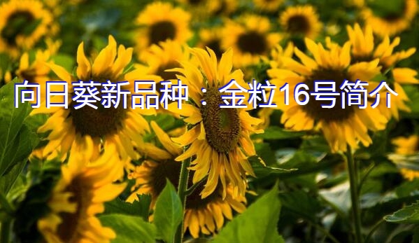 向日葵新品种：金粒16号简介
