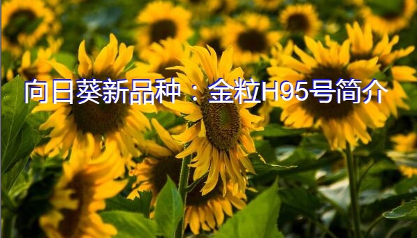 向日葵新品种：金粒H95号简介