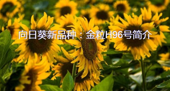 向日葵新品种：金粒H96号简介