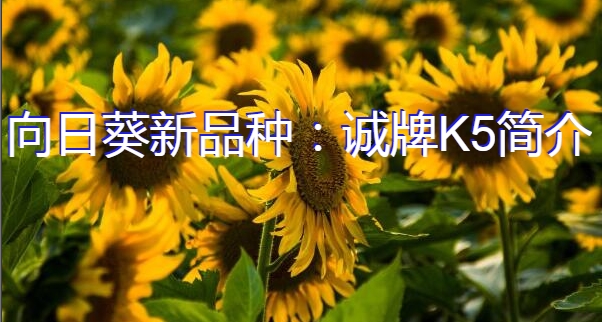 向日葵新品种：诚牌K5简介