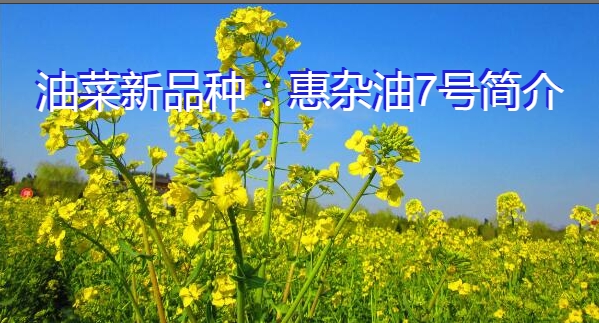 油菜新品种：惠杂油7号简介