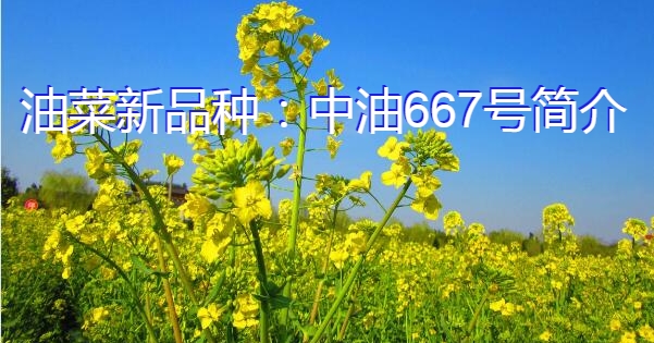油菜新品种：中油667号简介
