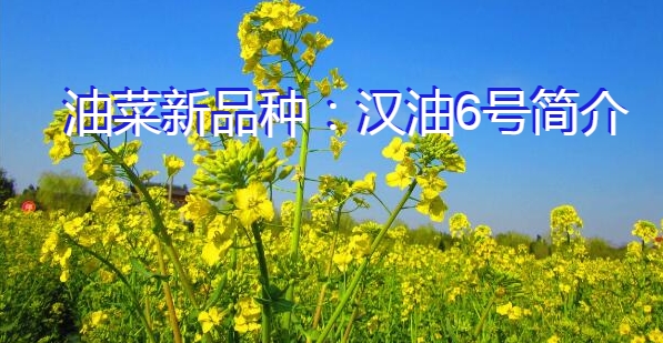 油菜新品种：汉油6号简介
