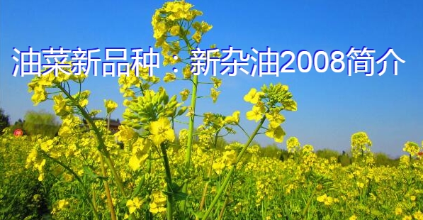 油菜新品种:新杂油2008简介