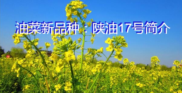 油菜新品种：陕油17号简介