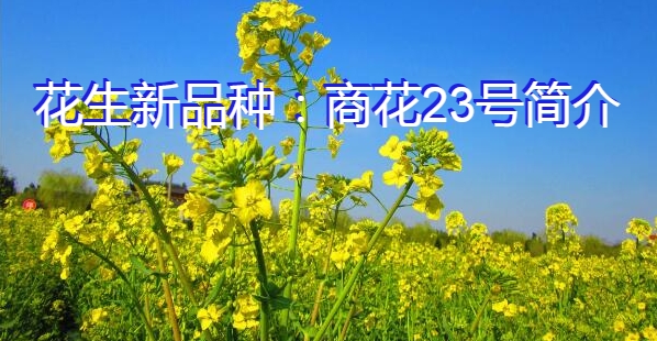 花生新品种：商花23号简介