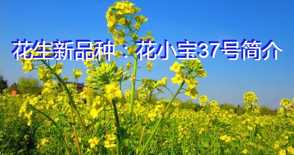 花生新品种:花小宝37号简介