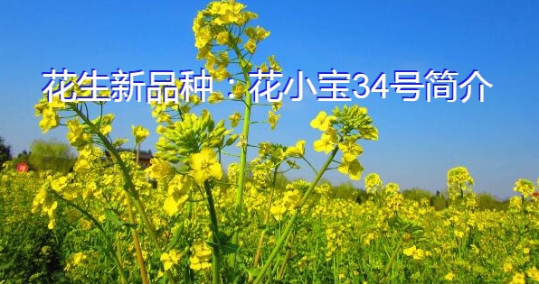 花生新品种：花小宝34号简介