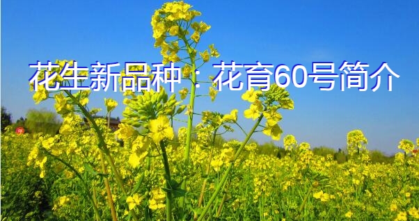 花生新品种：花育60号简介