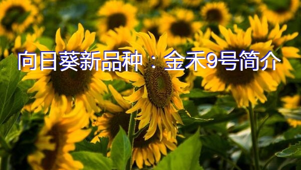 向日葵新品种：金禾9号简介
