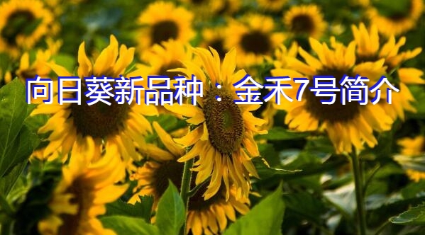 向日葵新品种：金禾7号简介