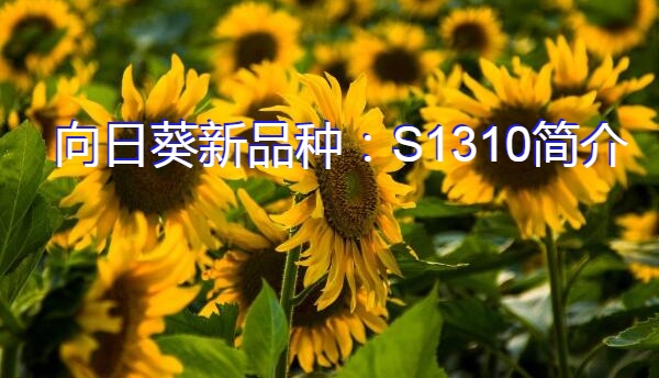 向日葵新品种：S1310简介