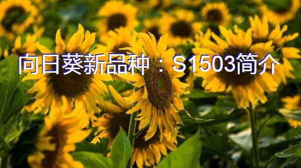 向日葵新品种：S1503简介