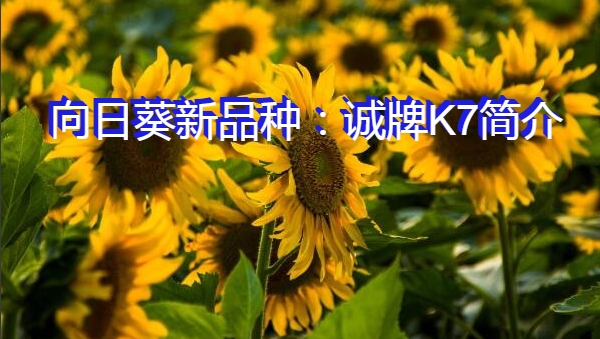 向日葵新品种：诚牌K7简介