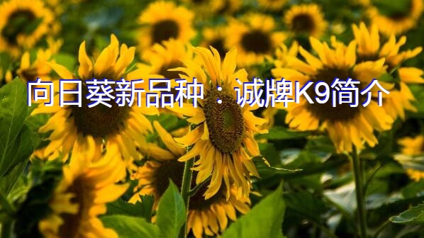 向日葵新品种：诚牌K9简介