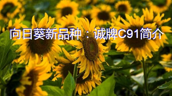 向日葵新品种：诚牌C91简介