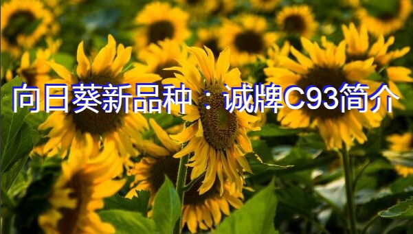 向日葵新品种：诚牌C93简介