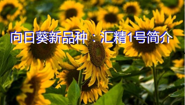向日葵新品种：汇精1号简介