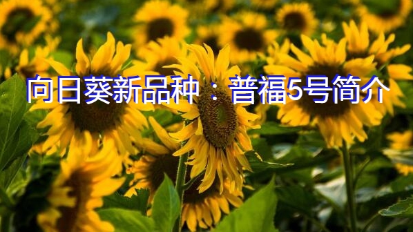 向日葵新品种：普福5号简介