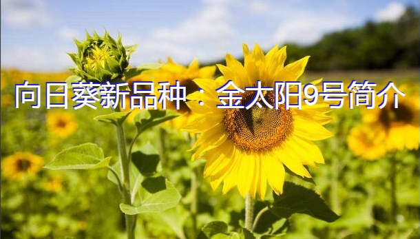 向日葵新品种：金太阳9号简介