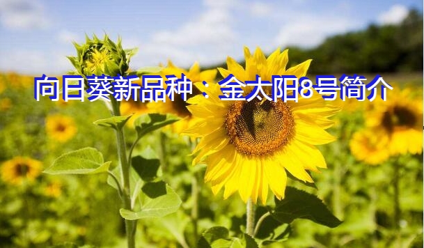 向日葵新品种：金太阳8号简介