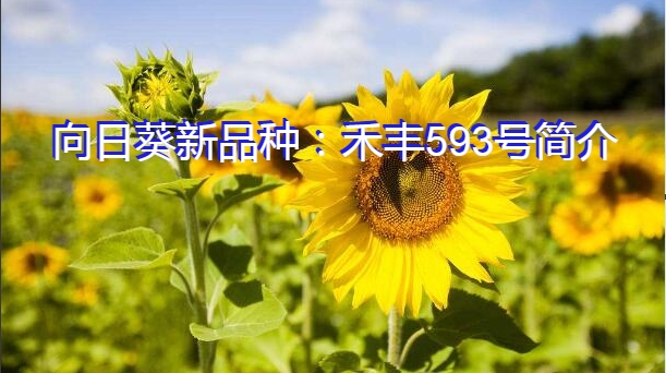 向日葵新品种：禾丰593号简介