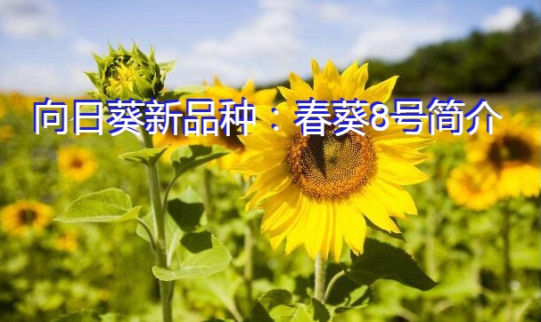 向日葵新品种：春葵8号简介