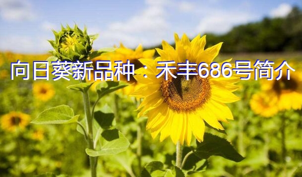 向日葵新品种：禾丰686号简介