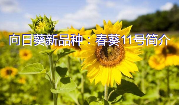 向日葵新品种：春葵11号简介