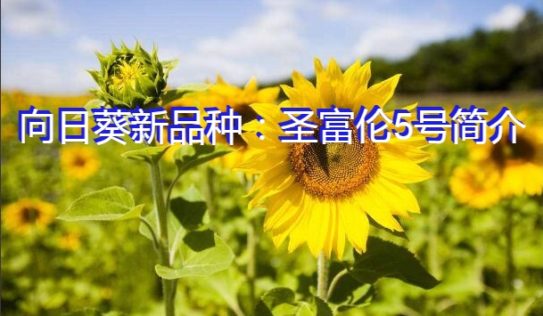 向日葵新品种：圣富伦5号简介