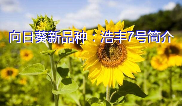 向日葵新品种：浩丰7号简介