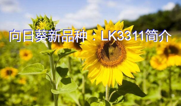 向日葵新品种:LK3311简介