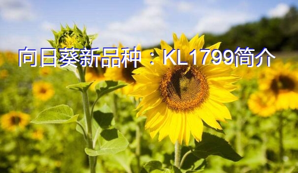 向日葵新品种：KL1799简介