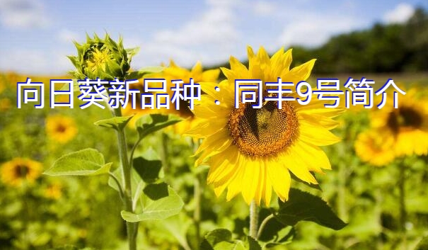 向日葵新品种：同丰9号简介
