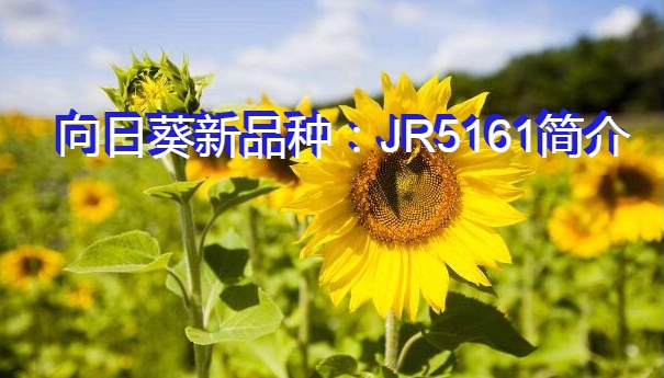 向日葵新品种：JR5161简介