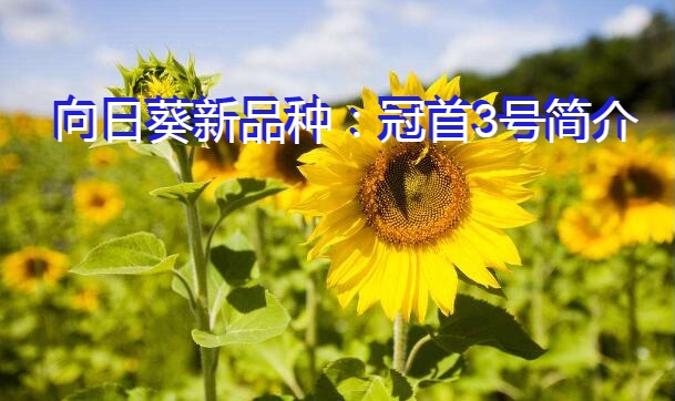 向日葵新品种：冠首3号简介