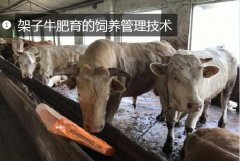 肉牛养殖技术、架子牛肥育的饲养管理技...