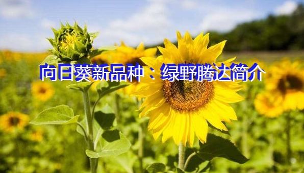 向日葵新品种：绿野腾达简介