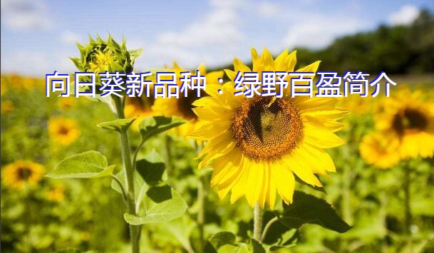 向日葵新品种：绿野百盈简介